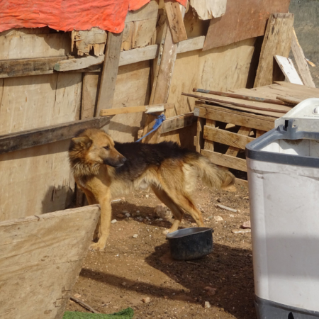 Wachhund im Lager, Winterhilfe in Jordanien